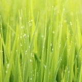 穀雨