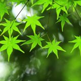 立秋