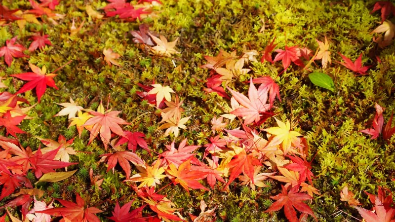 コリキ君様【秋の壁面飾り】まとめ4点『秋の七草・紅葉～お月さま・紅葉のドレス』他 壁面飾り」おしゃれまとめの人気アイデア｜Pinterest｜koikoi