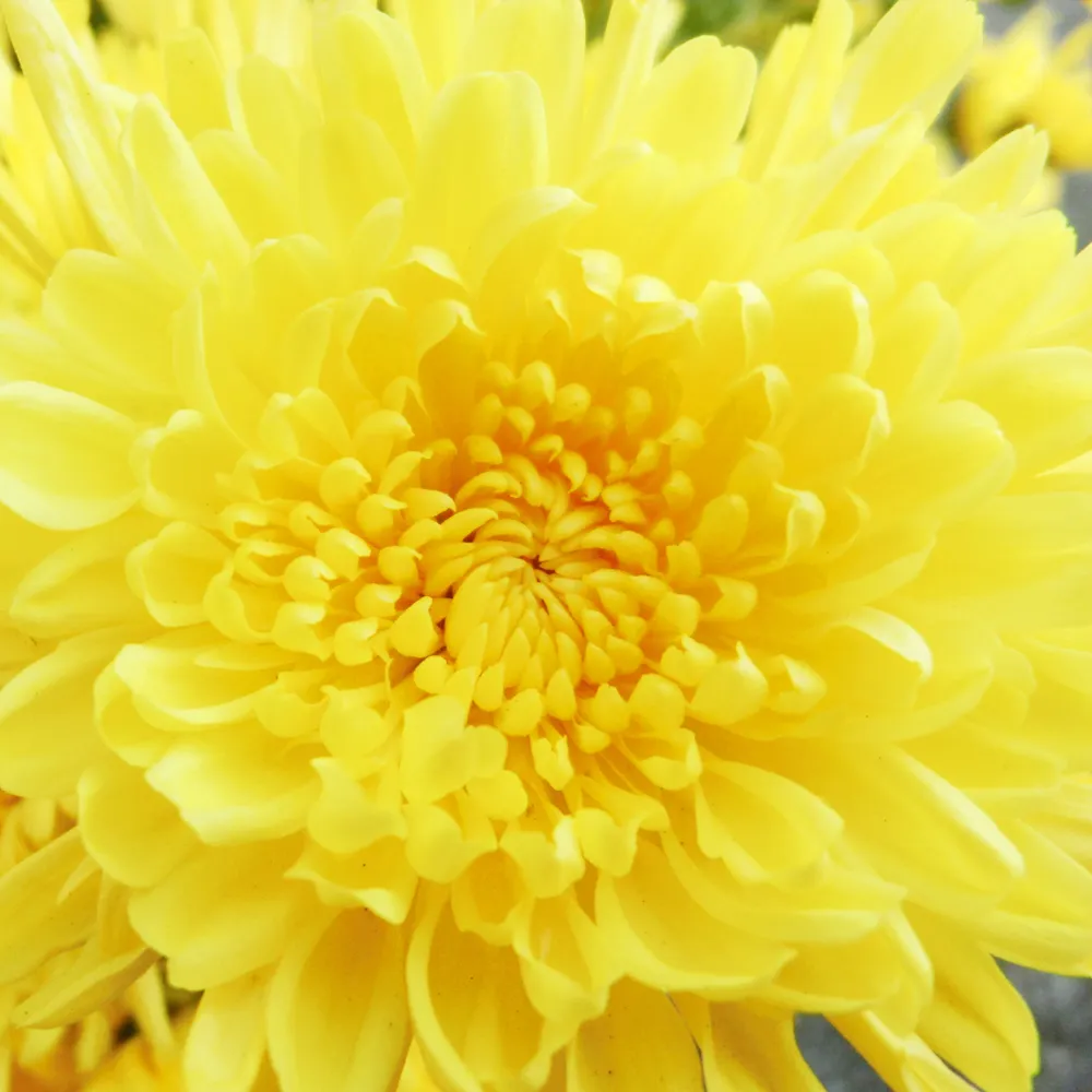 菊花開 きくのはなひらく｜二十四節気と七十二候｜暦生活 | 日本の季節