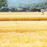 麦秋至 むぎのときいたる