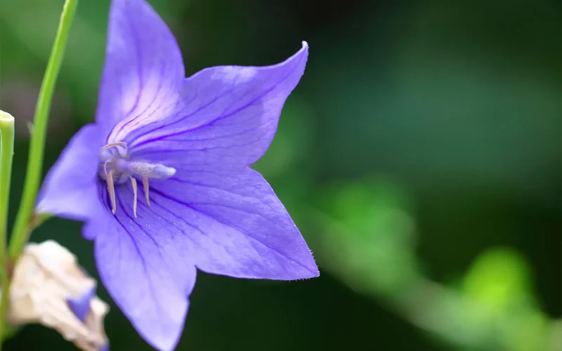 桔梗｜旬のもの｜暦生活 | 日本の季節を楽しむ暮らし