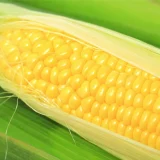 トウモロコシ