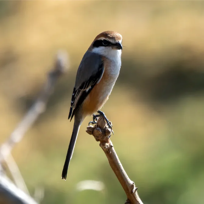 モズ｜旬のもの｜暦生活 | 日本の季節を楽しむ暮らし 