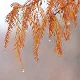 霎時施 こさめときどきふる