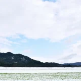 雪下出麦 ゆきくだりてむぎのびる