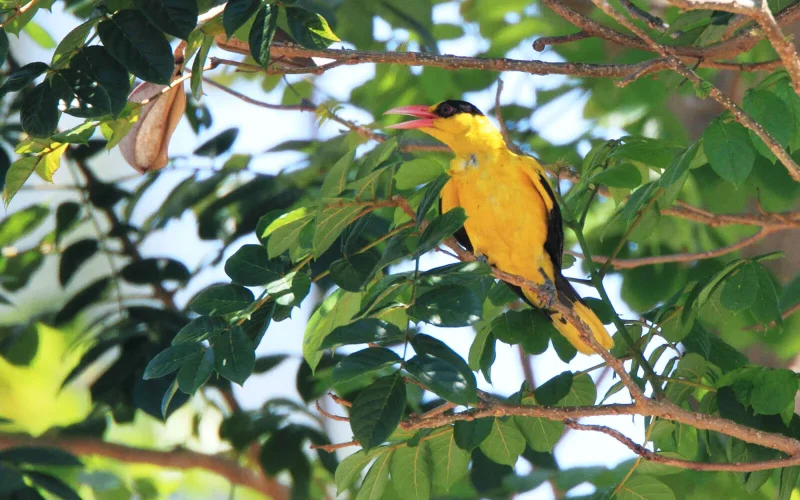 七十二候／黄鶯睍睆 うぐいすなく｜二十四節気と七十二候｜暦生活