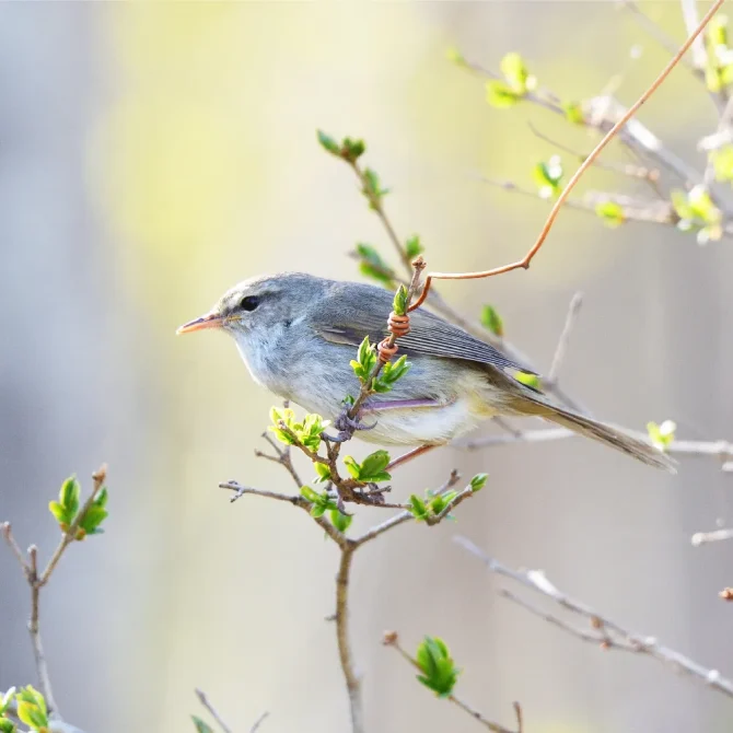 七十二候／黄鶯睍睆 うぐいすなく｜二十四節気と七十二候｜暦生活