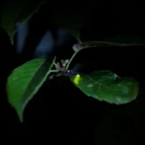 七十二候／腐草為螢  くされたるくさほたるとなる
