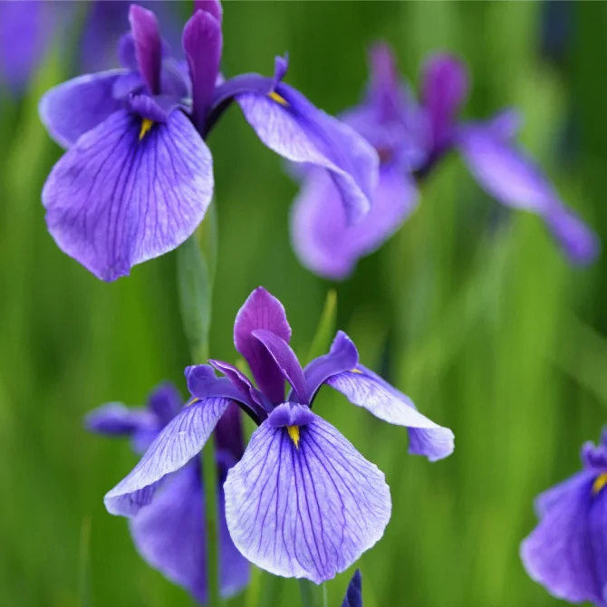 絹ちりめん　染色　額絵　あやめ　菖蒲 　57×57㎝ 絹ちりめん 染色 額絵 あやめ 菖蒲 57×57㎝ 絹ちりめん 染色 額絵