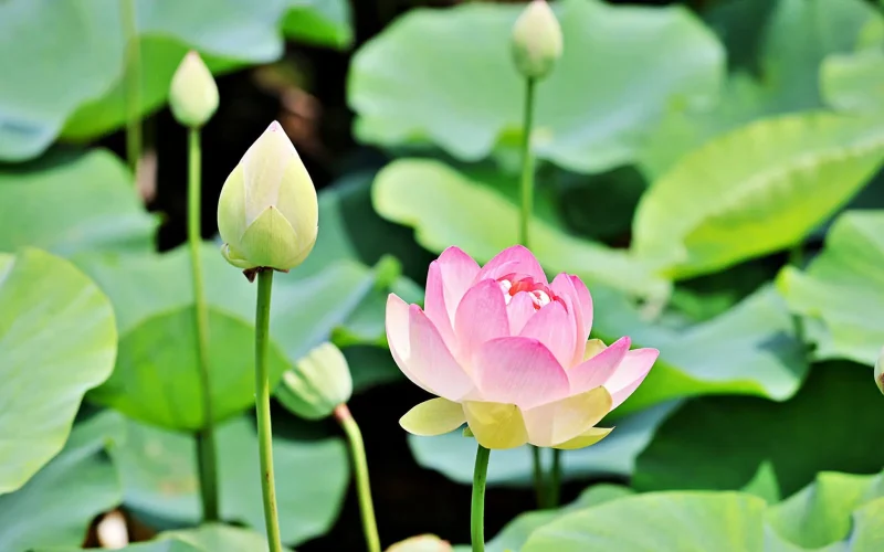 ハスの花　蓮根　6本　既に葉が出ている ハスの不思議発見！ | みんな でかけようよ！ - 楽天ブログ