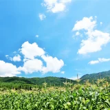 手づくり二十四節気／小暑 しょうしょ