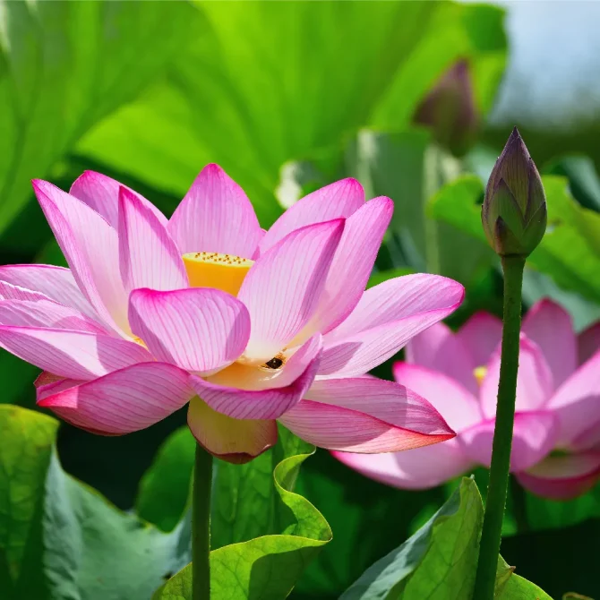 【専用】たいこはす 太古蓮　悟り・覚醒・解放 フラワーエッセンス　他 ハス たいこはす 太古蓮 悟り・覚醒・解放 フラワーエッセンス シャン