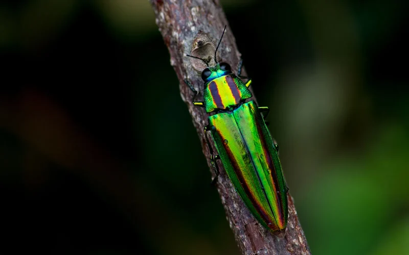 タマムシ｜旬のもの｜暦生活 | 日本の季節を楽しむ暮らし