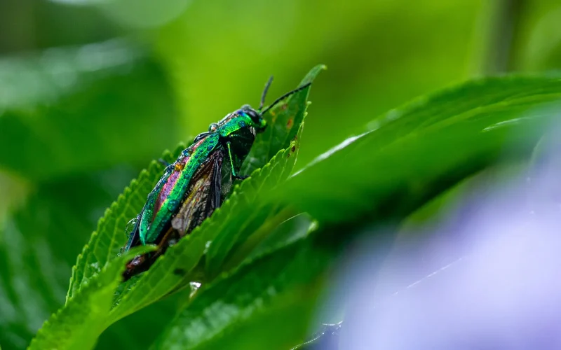 タマムシ｜旬のもの｜暦生活 | 日本の季節を楽しむ暮らし