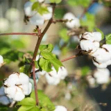 七十二候／綿柎開 わたのはなしべひらく