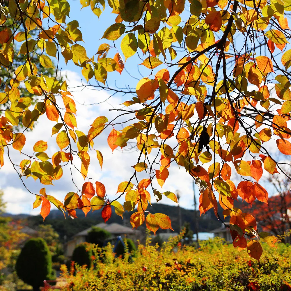 薪、桜、クルミ、白樺、モミジなどの紅葉樹 main_221031.webp