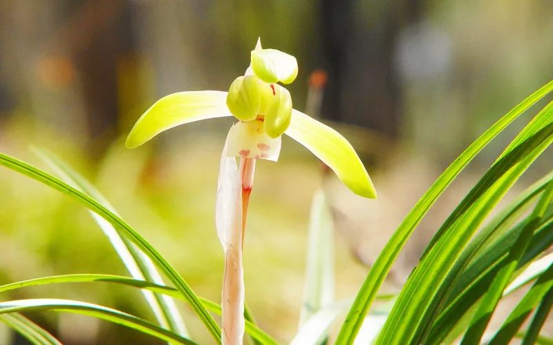 シュンラン｜旬のもの｜暦生活 | 日本の季節を楽しむ暮らし