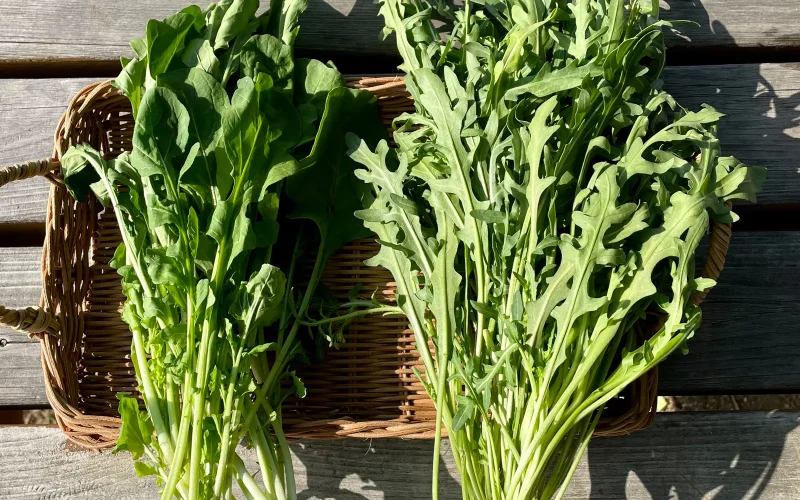 ルッコラ｜旬のもの｜暦生活 | 日本の季節を楽しむ暮らし