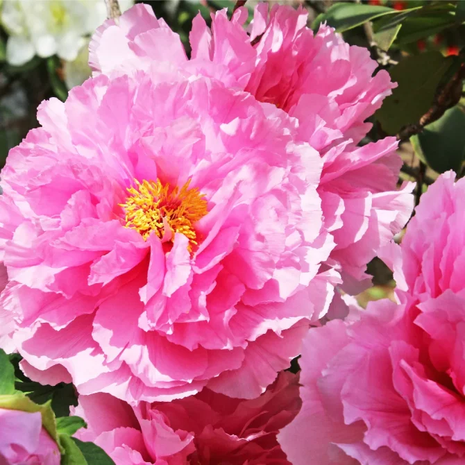 七十二候／牡丹華 ぼたんはなさく｜二十四節気と七十二候｜暦生活