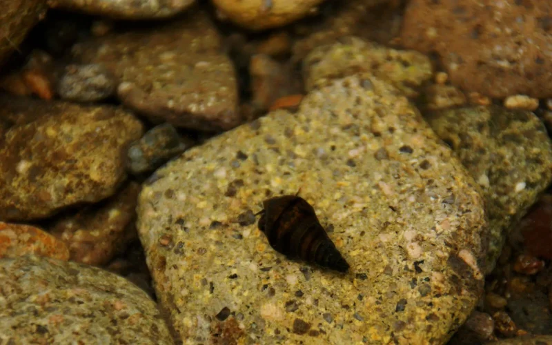 七十二候／腐草為螢 くされたるくさほたるとなる｜二十四節気と七十二