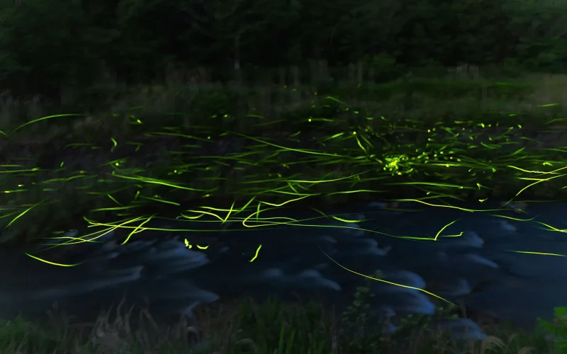 七十二候／腐草為螢 くされたるくさほたるとなる｜二十四節気と七十二