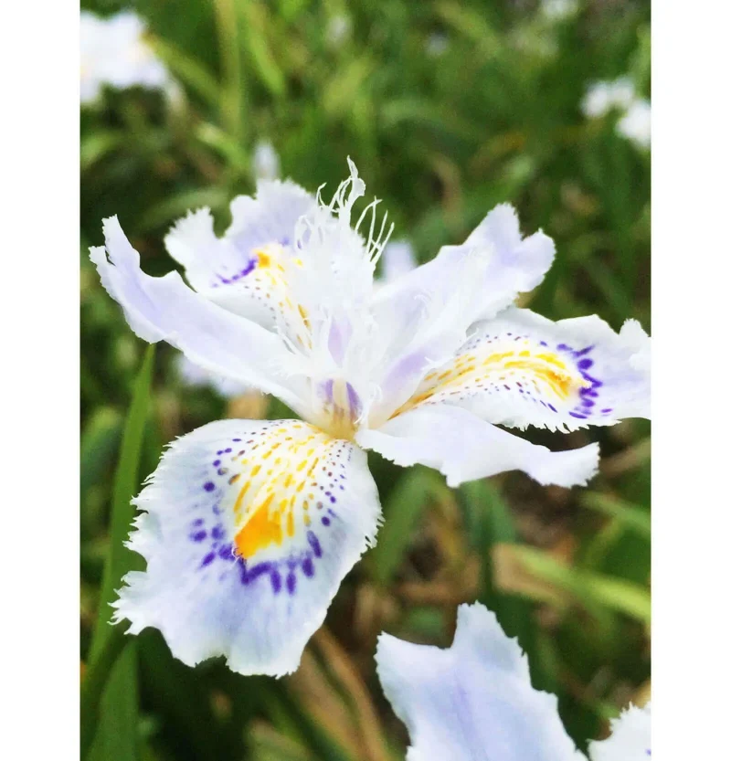 七十二候／菖蒲華 あやめはなさく｜二十四節気と七十二候｜暦