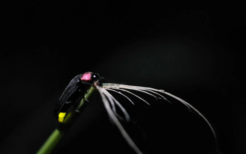 七十二候／腐草為螢 くされたるくさほたるとなる｜二十四節気と七十二