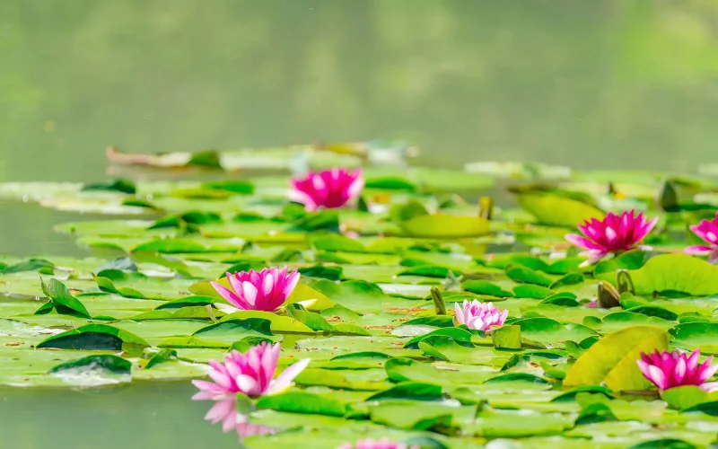 スイレン｜旬のもの｜暦生活 | 日本の季節を楽しむ暮らし