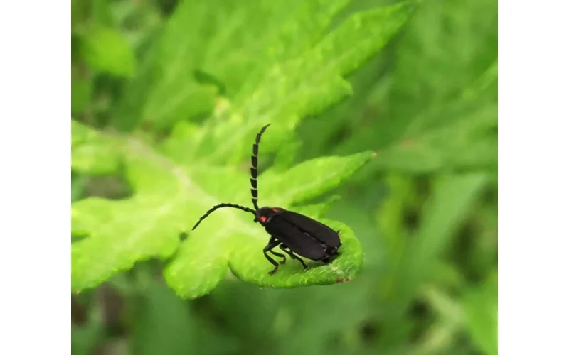 七十二候／腐草為螢 くされたるくさほたるとなる｜二十四節気と七十二