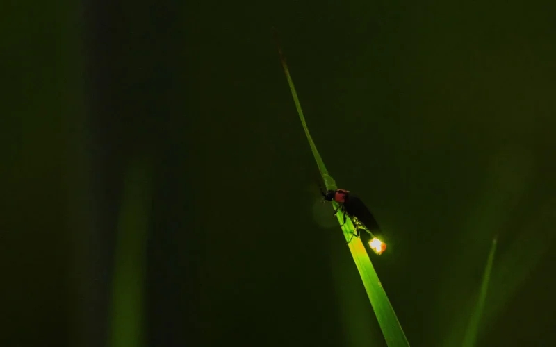七十二候／腐草為螢 くされたるくさほたるとなる｜二十四節気と七十二
