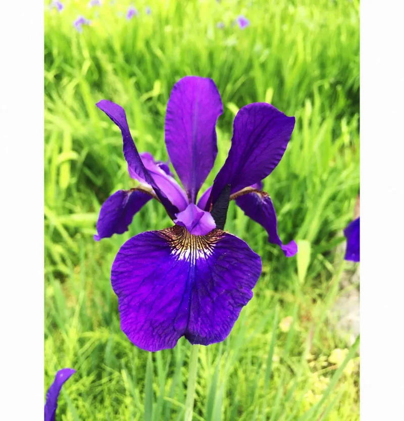 絹ちりめん　染色　額絵　あやめ　菖蒲 　57×57㎝ 七十二候／菖蒲華｜二十四節気と七十二候｜暦生活 | 日本の季節を