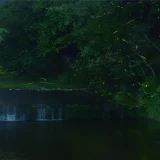 七十二候／腐草為螢 くされたるくさほたるとなる