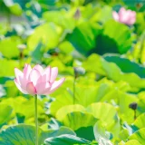 七十二候／蓮始開 はすはじめてひらく