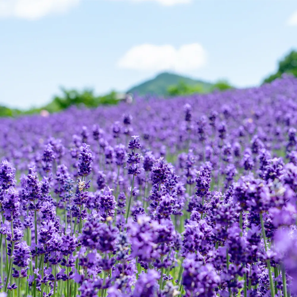 ラベンダー 花 言葉