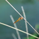七十二候／天地始粛 てんちはじめてさむし