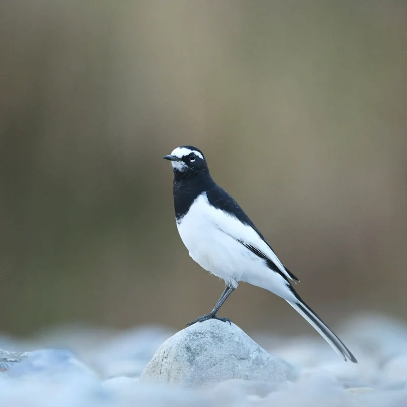 七十二候／鶺鴒鳴 せきれいなく｜二十四節気と七十二候｜暦生活 | 日本