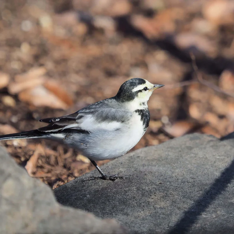 七十二候／鶺鴒鳴 せきれいなく｜二十四節気と七十二候｜暦生活 | 日本