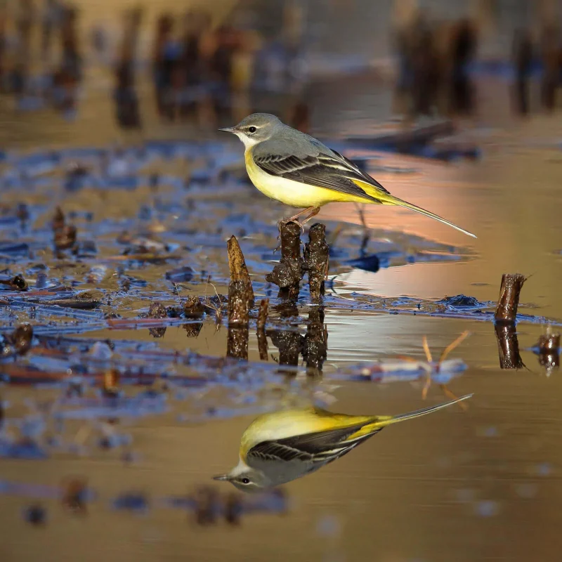 七十二候／鶺鴒鳴 せきれいなく｜二十四節気と七十二候｜暦生活 | 日本