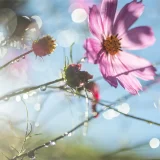 七十二候／草露白 くさのつゆしろし