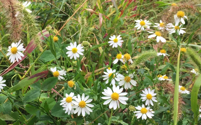 七十二候／菊花開 きくのはなひらく｜二十四節気と七十二候｜暦生活