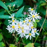 七十二候／菊花開 きくのはなひらく