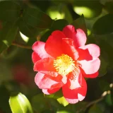 七十二候／山茶始開 つばきはじめてひらく