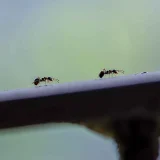 アリ
