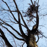 七十二候／熊蟄穴 くまあなにこもる