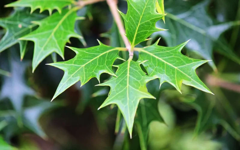 ヒイラギ｜旬のもの｜暦生活 | 日本の季節を楽しむ暮らし
