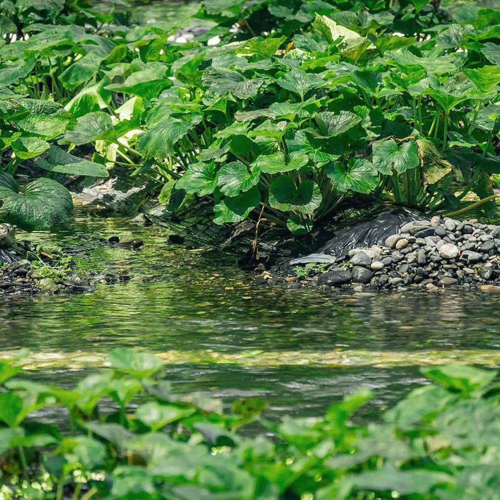 ワサビ｜旬のもの｜暦生活 | 日本の季節を楽しむ暮らし