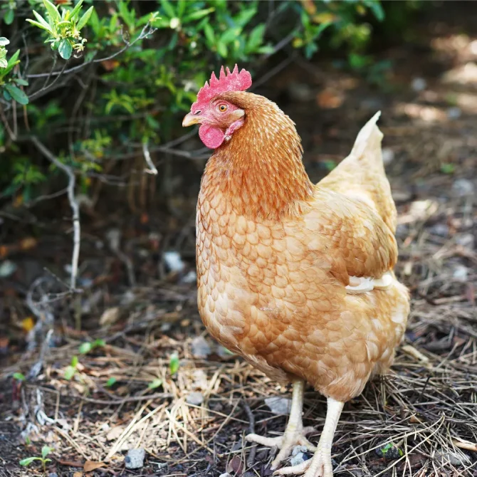 ニワトリ 写真素材 [4858138] - フォトライブラリー にわとり