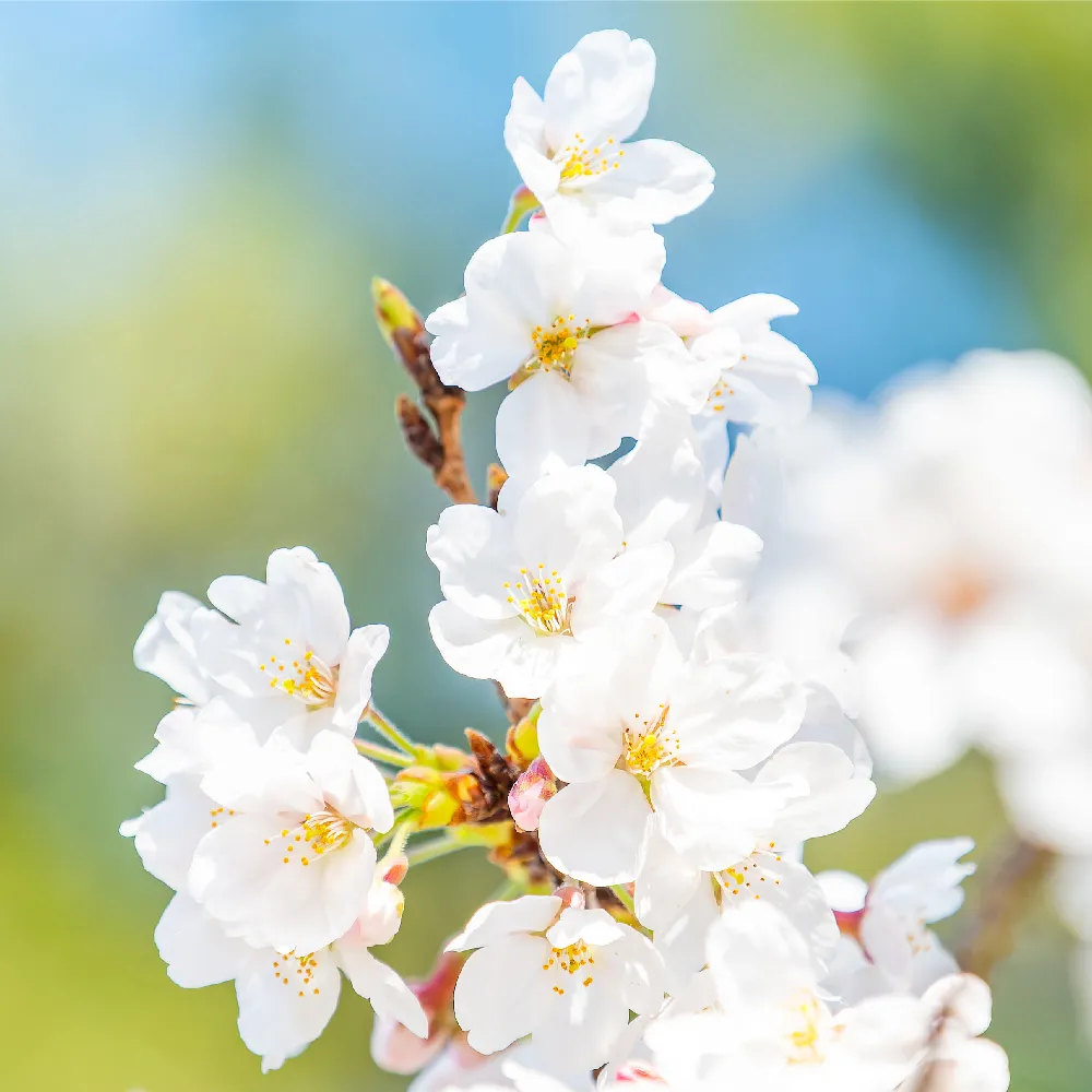 七十二候／桜始開｜二十四節気と七十二候｜暦生活 | 日本の季節を