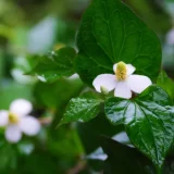 和暦コラム 6月